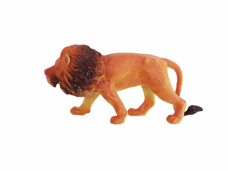 Lion  on White Backgroundの写真素材