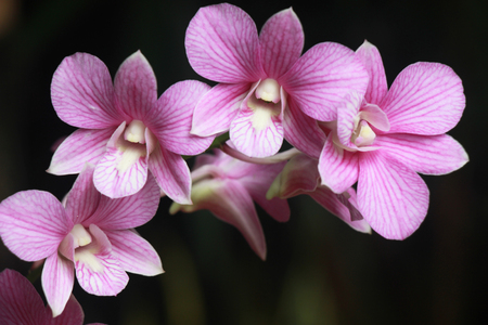 Purple orchidsの写真素材