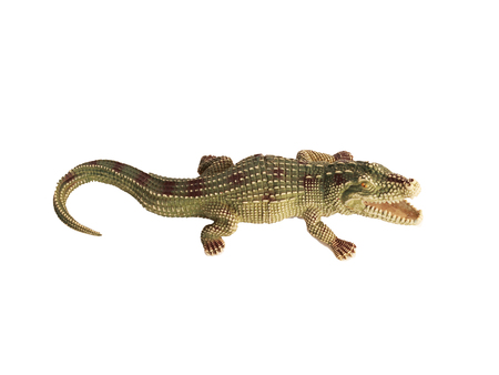 Wildlife crocodile open mouth isolated on white backgroundの写真素材