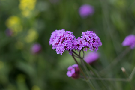 Beautiful colorful winter Flowersの写真素材
