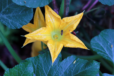 Thai pumpkin flower on white backgroundの写真素材