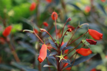 Beautiful colorful winter Flowersの写真素材
