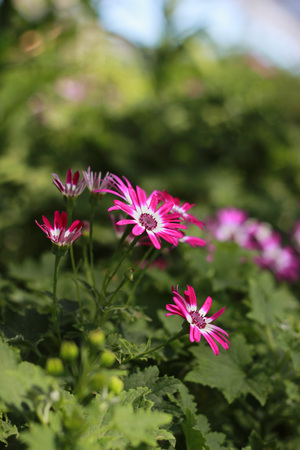 Beautifull winter Flowersの写真素材
