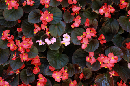 Beautifull winter Flowersの写真素材