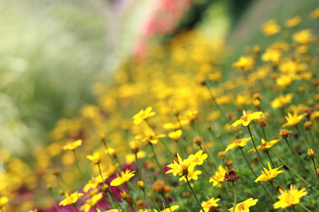 Beautifull winter Flowersの写真素材