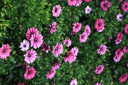 Beautiful colorful winter Flowers