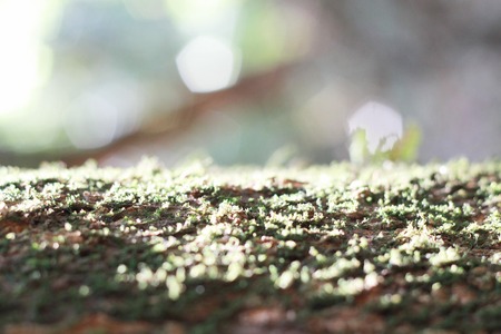 Fern green on treeの写真素材