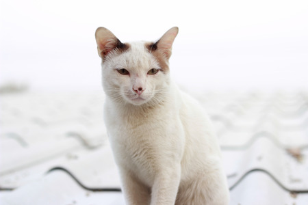 Cute white catの写真素材