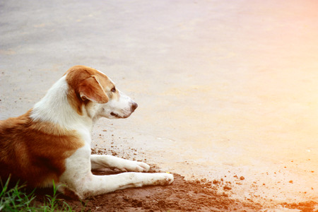 Brown dog sleeping at Templeの写真素材