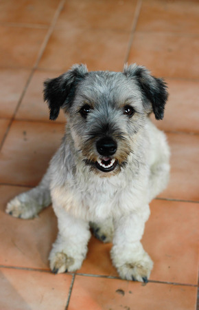 Puppy loveの写真素材