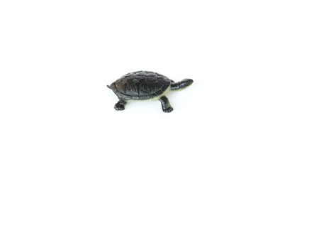 Turtle black on a white background.の写真素材
