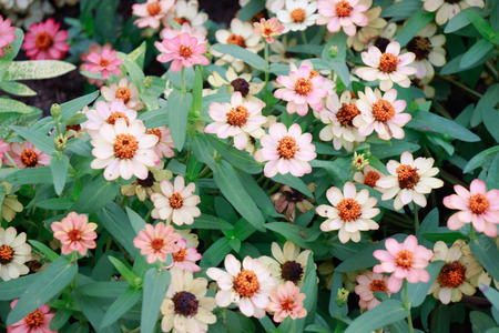 Beautiful colorful winter Flowers