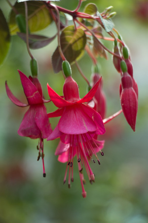 Beautiful colorful winter Flowersの写真素材