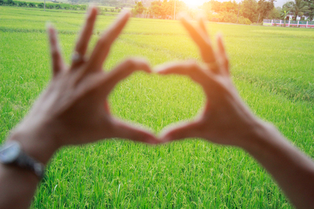 hands in the form of heart against the green rice.の写真素材