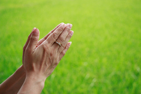 Woman put the palms of the hands at green rice fields Backgroundの写真素材