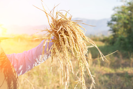 man harvesting on rice plantationの写真素材