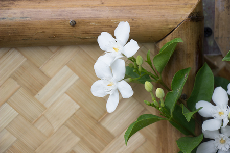 Beautiful colorful winter Flowersの写真素材