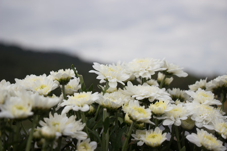 Beautiful colorful winter Flowersの写真素材