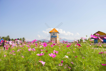 Pink and red cosmos flowers garden, soft focus in Muangkaen Chiangmaiの写真素材