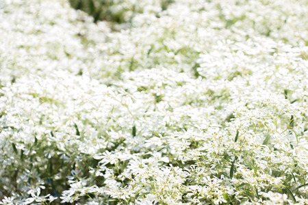 Winter beautiful colorful  Flowersの写真素材
