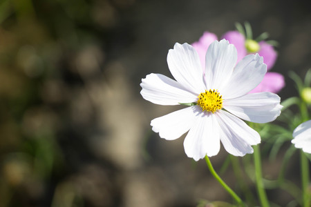 Winter beautiful colorful  Flowersの写真素材