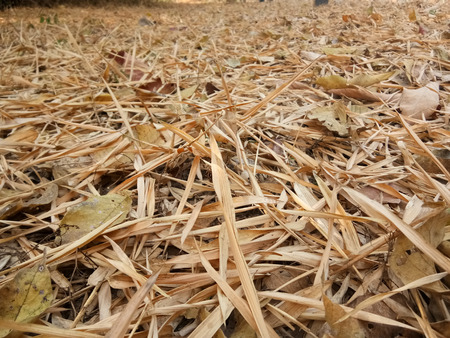 Bamboo leaves yellow autumn