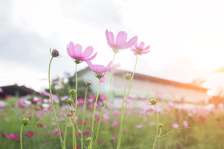Beautiful colorful winter Flowersの写真素材