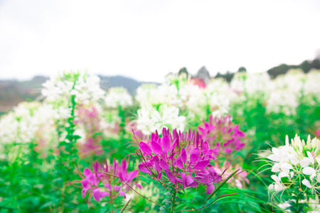 beautiful field flowers pink and green background.season winterの写真素材