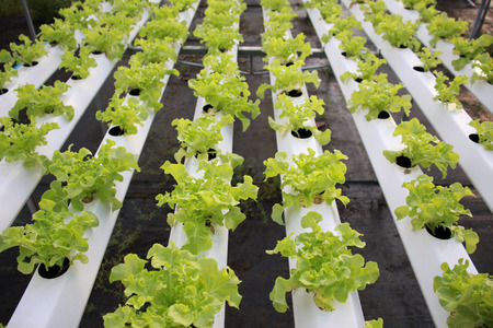 Transform organic vegetable salad to poison