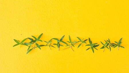 Green Leaf on Yellow Backgrounds Summer Conceptの写真素材