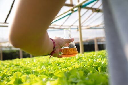 Men are measuring the growth of hydroponic salad vegetables in the nursery.concept