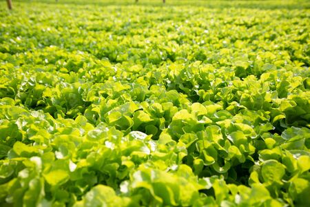 hydroponic salad vegetables in the nursery.conceptの写真素材