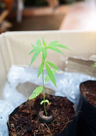 marijuana Hemp from seedの写真素材