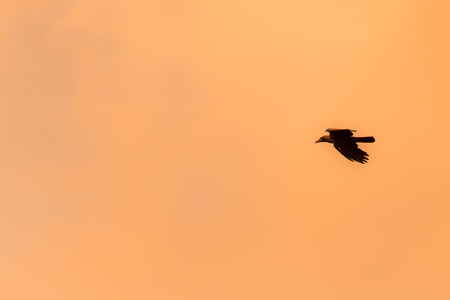 Silhouette Of Flying Crow in The Eveningの写真素材