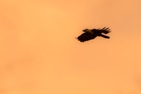 Silhouette Of Flying Crow in The Eveningの写真素材
