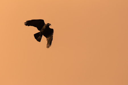Silhouette Of Flying Crow in The Eveningの写真素材