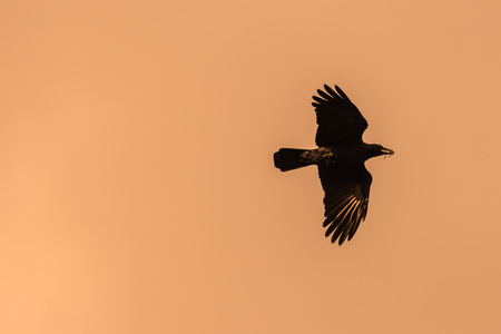 Silhouette Of Flying Crow in The Eveningの写真素材