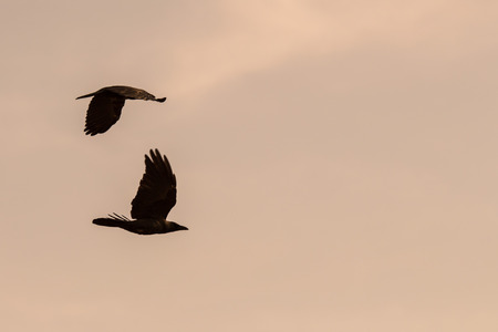 Silhouette Of Flying Crow in The Eveningの写真素材