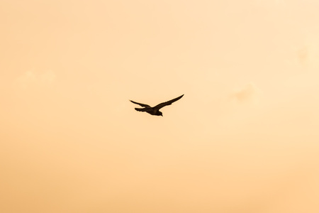 Silhouette Of Flying Crow in The Eveningの写真素材