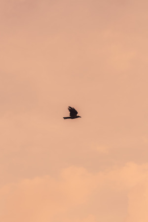 Silhouette Of Flying Crow in The Evening