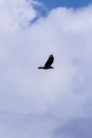 Silhouette Of Flying Crow in The Eveningの写真素材