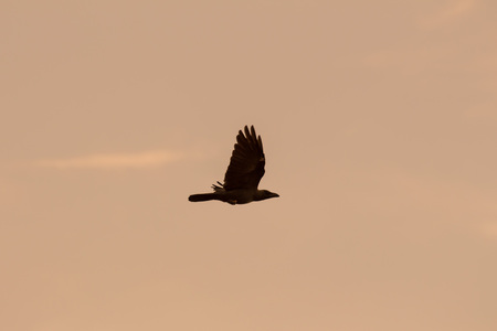 Silhouette Of Flying Crow in The Eveningの写真素材