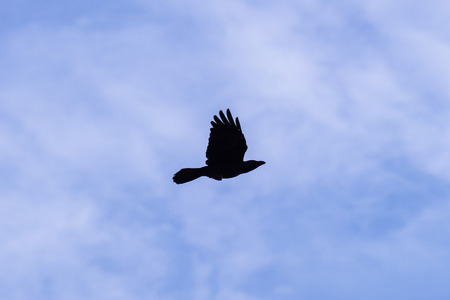 Silhouette Of Flying Crow in The Eveningの写真素材
