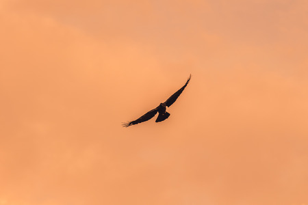 Silhouette Of Flying Crow in The Eveningの写真素材
