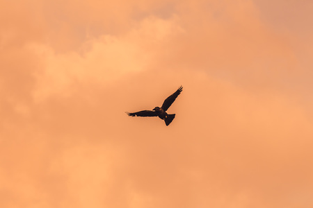 Silhouette Of Flying Crow in The Eveningの写真素材