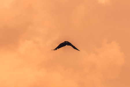 Silhouette Of Flying Crow in The Eveningの写真素材