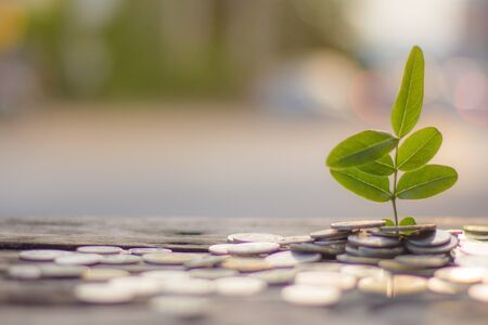 Finance and save money concept with business for planting tree