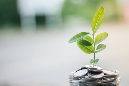 Finance and save money concept with business for planting treeの写真素材