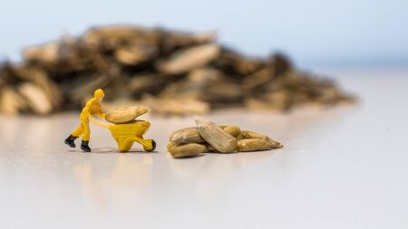 Miniature people : Workers work on the sunflower seed production process. (Sunflower seed business concept)の写真素材