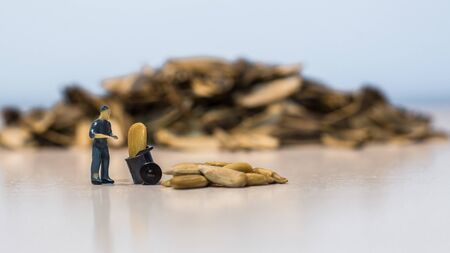 Miniature people : Workers work on the sunflower seed production process. (Sunflower seed business concept)の写真素材